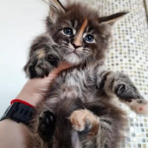Luna female