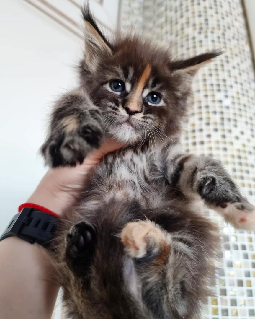 Luna female