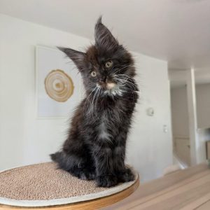 Ziggy Female