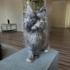 Zoey Female