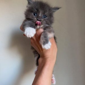 Denim Male