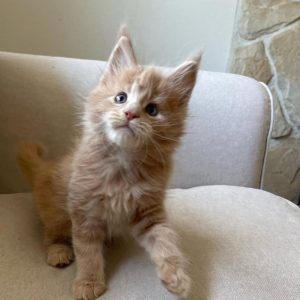 Harper Male